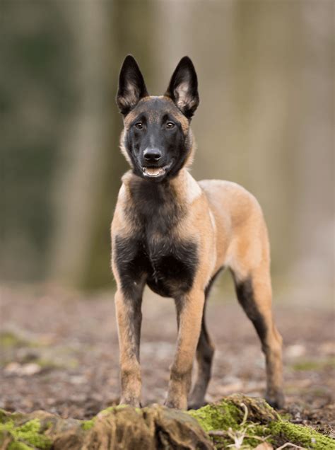 trained belgian malinois for sale